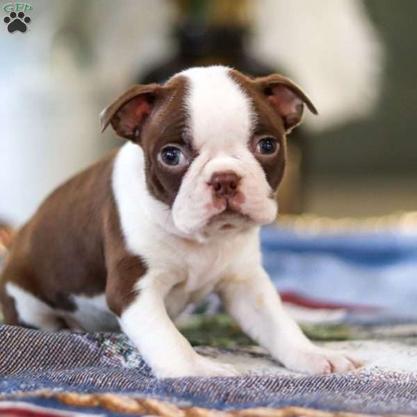 Shelly, Boston Terrier Puppy